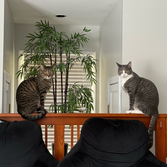 Meet your Posher, Sharon - Picture 1 of 3